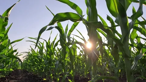 Walking in corn field at sunset Video stock 332902864