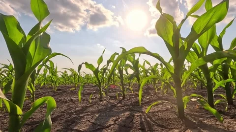 Walking in corn field at sunset, slow motion Stock Footage 310233378