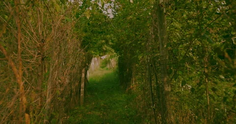 Walking in a cornfield in the Fall in slow motion Video stock 318008407