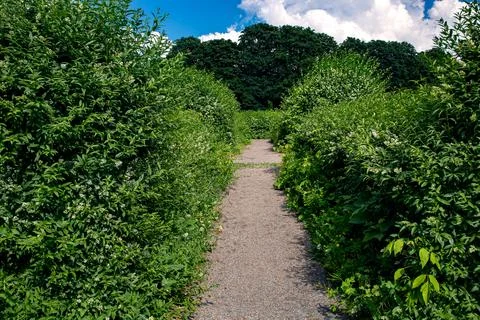 Walking country path among deciduous bushes. Stock Photos