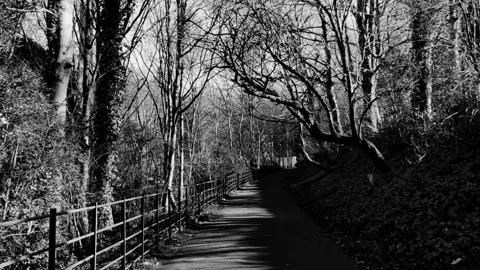 Walking a country path surrounded by trees and foliage 動画素材 171800983