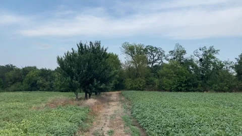 Walking on a Country Path with Trees on the Left and Soybean Field on the Right Stock Footage 313889886