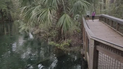 Walking Couple Pan Right to left with water and cypress trees at Silver Springs Stock Footage 256047064