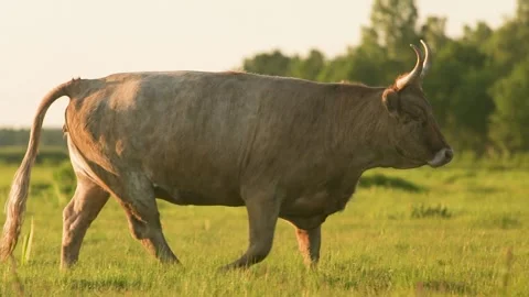 Walking Cow Stock Footage 159132102