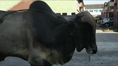 Walking cow Video stock 169941395