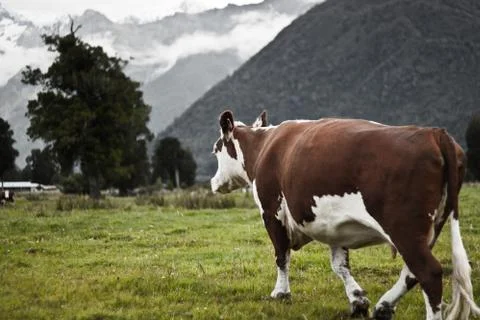 Walking cow Stock Photos