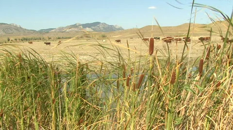 Walking Cows Stockbeeldmateriaal 581868