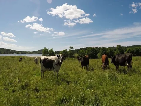 Walking in to cows Stock Footage 77476737