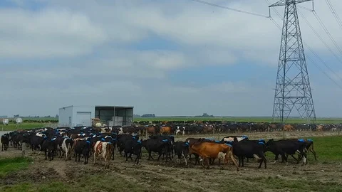 Walking cows Stock Footage 86277842