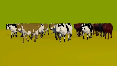 WALKING COWS FRONT VIEW Vídeos de archivo 74955359