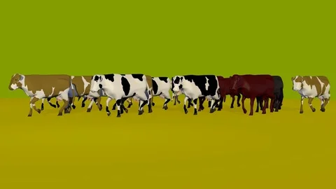 WALKING COWS GROUP FRONT LEFT VIEW Vídeos de archivo 74936248