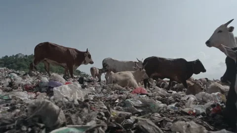 Walking cows at landfill Stock Footage 201349416