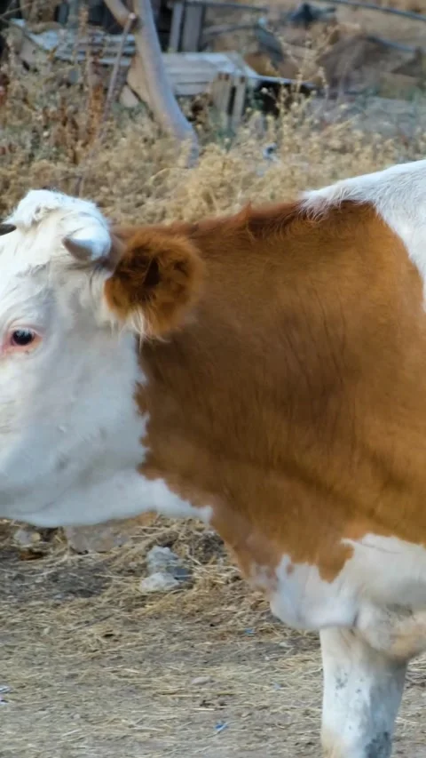 Walking Cows Vertical Video Stock Footage 334881347