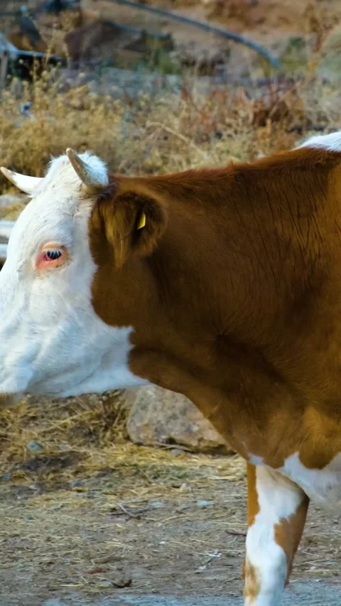 Walking Cows Vertical Video Stock Footage 334882393