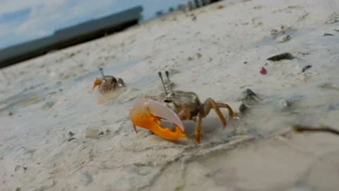 Walking Crab 1 Stock-Footage 204853311