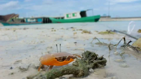 Walking Crab 2 Stock-Footage 204856583