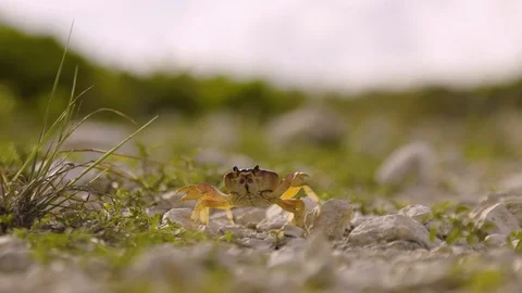 A walking crab exuma bahamas Stock Footage 88644530