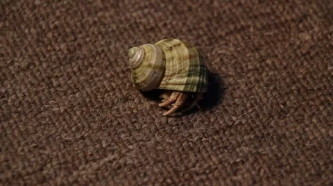 Walking Crab Video stock 950472