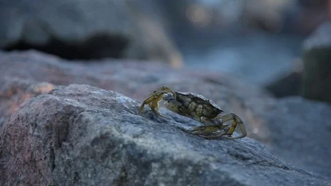 Walking crab Stock Footage 93776529