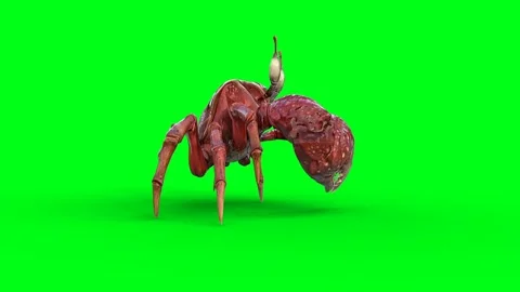 Walking Crab. Green screen 4k animation. Vídeo Stock 265010721