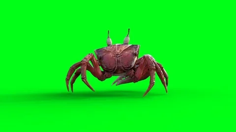 Walking Crab. Green screen 4k animation. Vídeo Stock 265010742