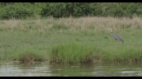 Walking Crane Stock Footage 32143051