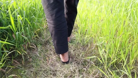 Walking On Crop Field Stock Footage 170540488