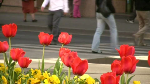 Walking Crowd Stock Footage 399015