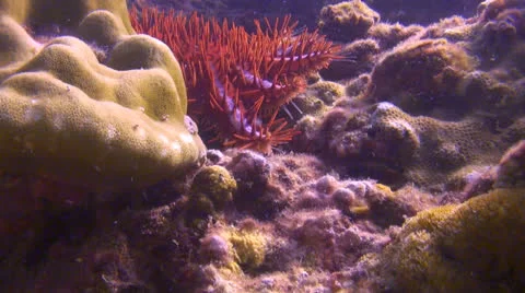 Walking Crown of Thorns Starfish Stock Footage 22936257