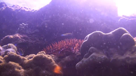 Walking Crown of Thorns Starfish Stock Footage 22936288