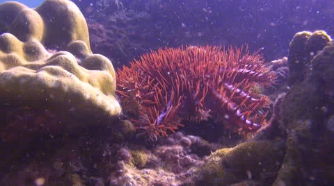 Walking Crown of Thorns Starfish Stock Footage 22936436