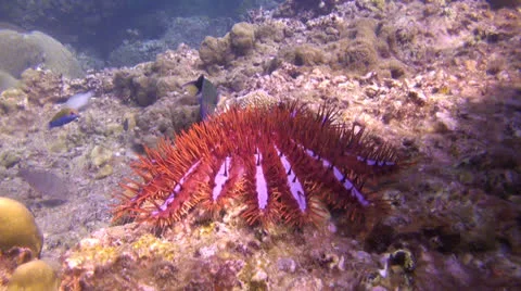 Walking Crown of Thorns Starfish Stock Footage 22936608