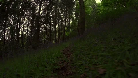 Walking a dark forest bluebell lined woodland trail 動画素材 200823908