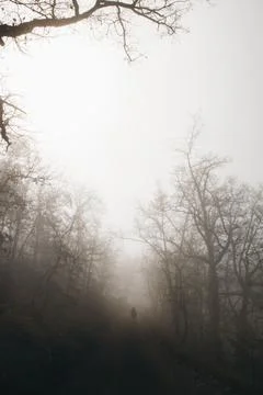 Walking in a dark forest Photos