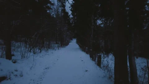 Walking in the dark night forest Stock Footage 297599019