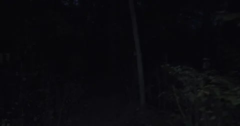 Walking in the dark through a forest at night, trees and leafs right and Stock Footage 289231590