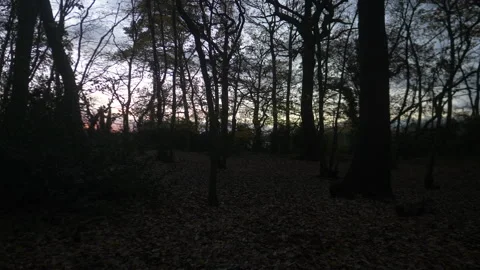 Walking in Dark Wood Trees Branches Silhouetted at Sunset Dusk Winter Stock Footage 234783613
