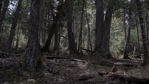 Walking in the dark woods of Quebec. Stock-Footage 118671882