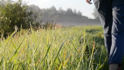Walking at dawn. Stock Footage 281931954