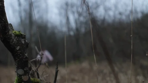 Walking Dead in the Forest out of Focus Stock Footage 123858298