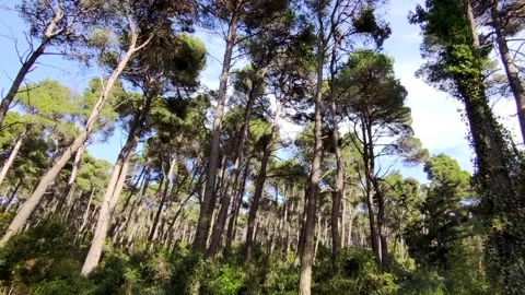 Walking deep forest Stock Footage 153285045