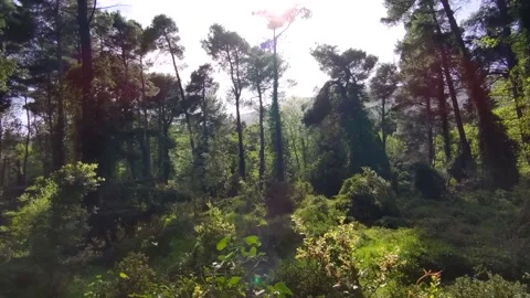 Walking deep forest Stock Footage 153285065
