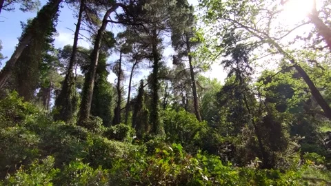 Walking deep forest Stock Footage 153285068