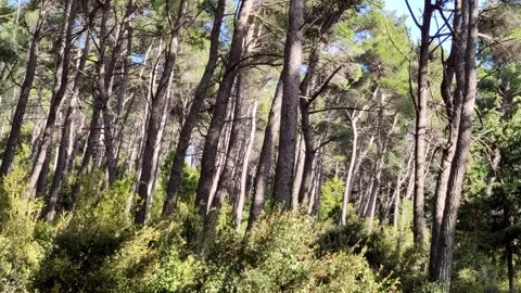 Walking deep forest Stock Footage 153285080