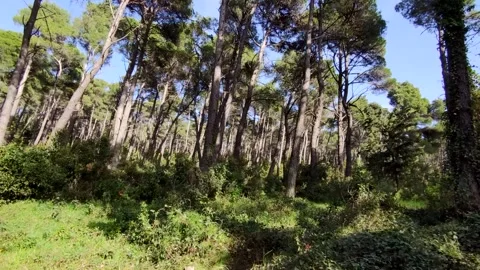 Walking deep forest Stock Footage 153285083