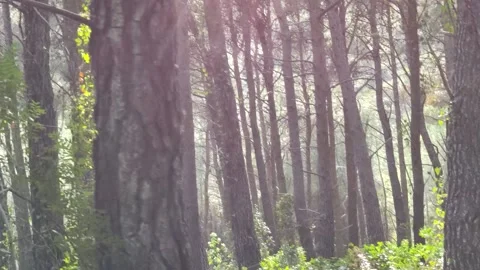 Walking deep forest Stock Footage 153285103