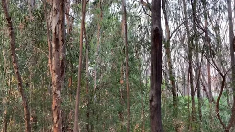 Walking on Deep forest Stock Footage 220183387