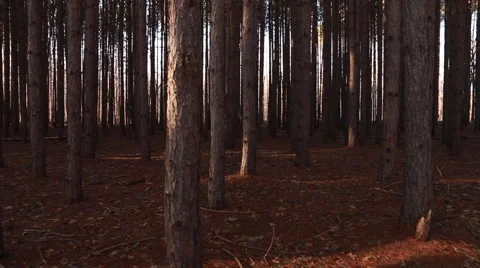 Walking deep into forest of tall pines Stock-Footage 48908285