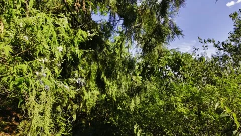 Walking Deep into the Woods Under Blue Sky and White Clouds Stock Footage 318541253