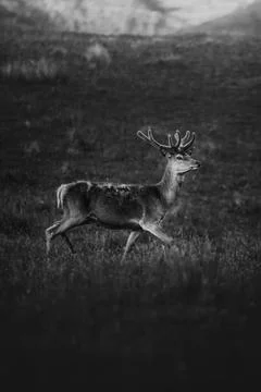 A walking deer in a field grayscale Stock Photos